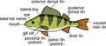 Fish external anatomy